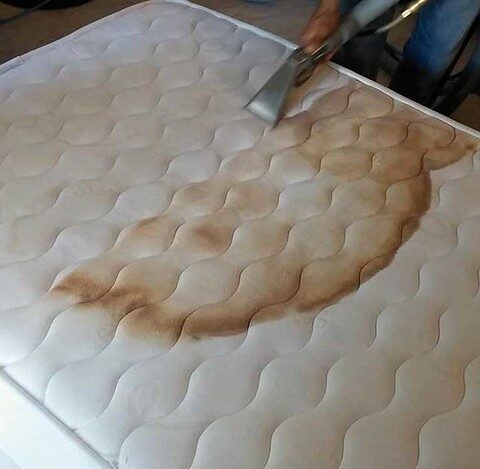 Remove Pet Stains and Odor from mattress