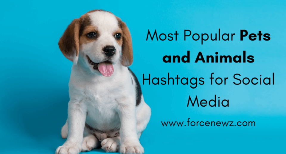 Pets and Animals Hashtags