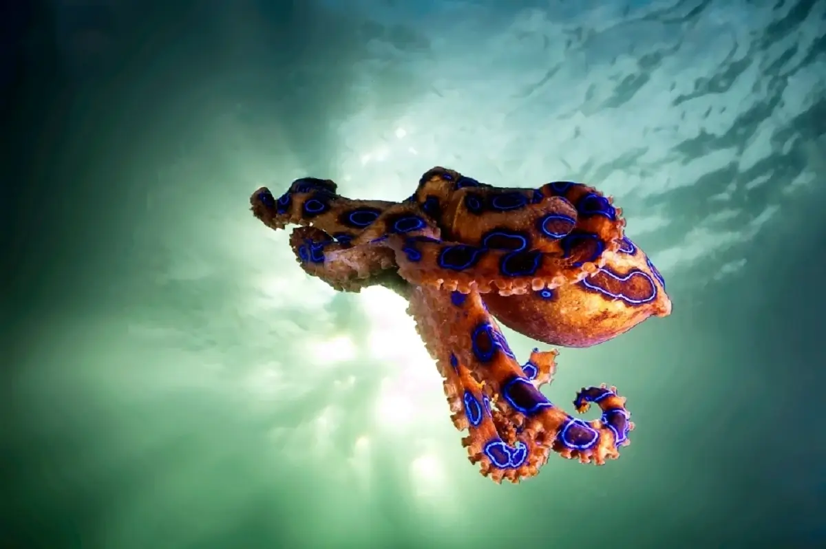 Blue-ringed octopus