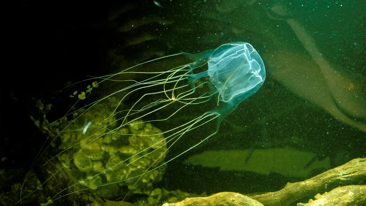 Box-Jellyfish