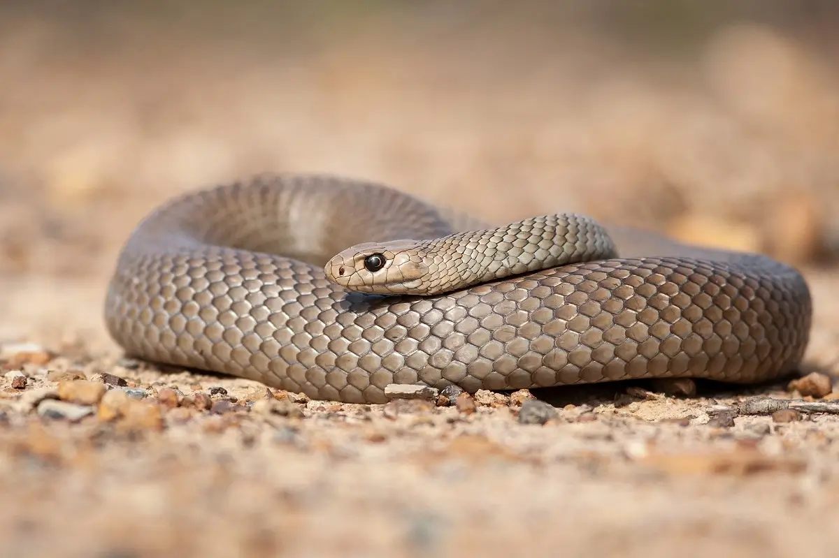 Common-Brown-Snake