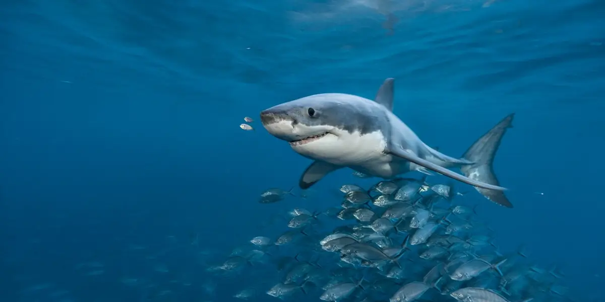 Great-white-shark