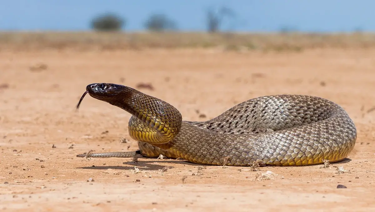 Inland-Taipan