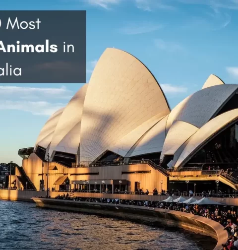 Most Dangerous Animals in Australia