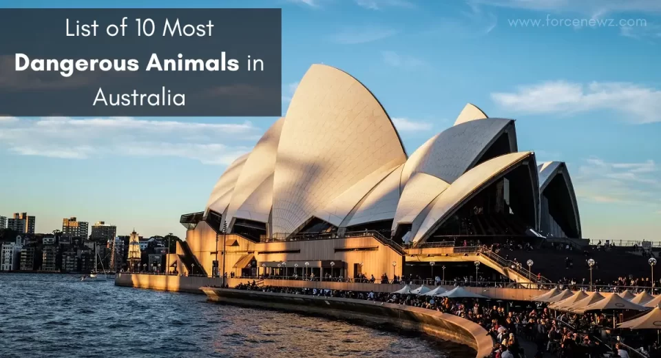 Most Dangerous Animals in Australia