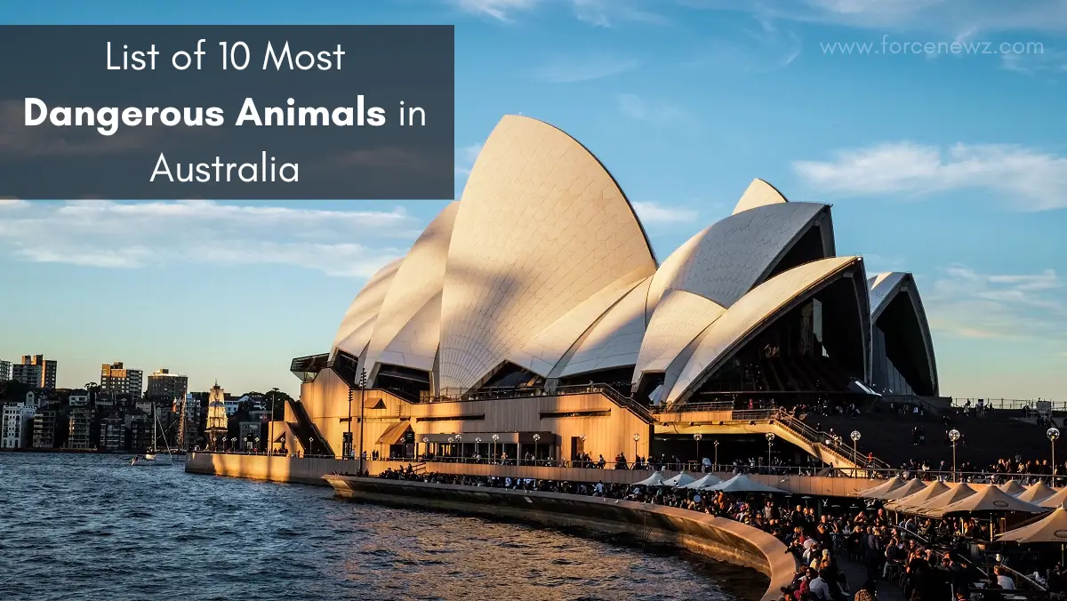 Most Dangerous Animals in Australia