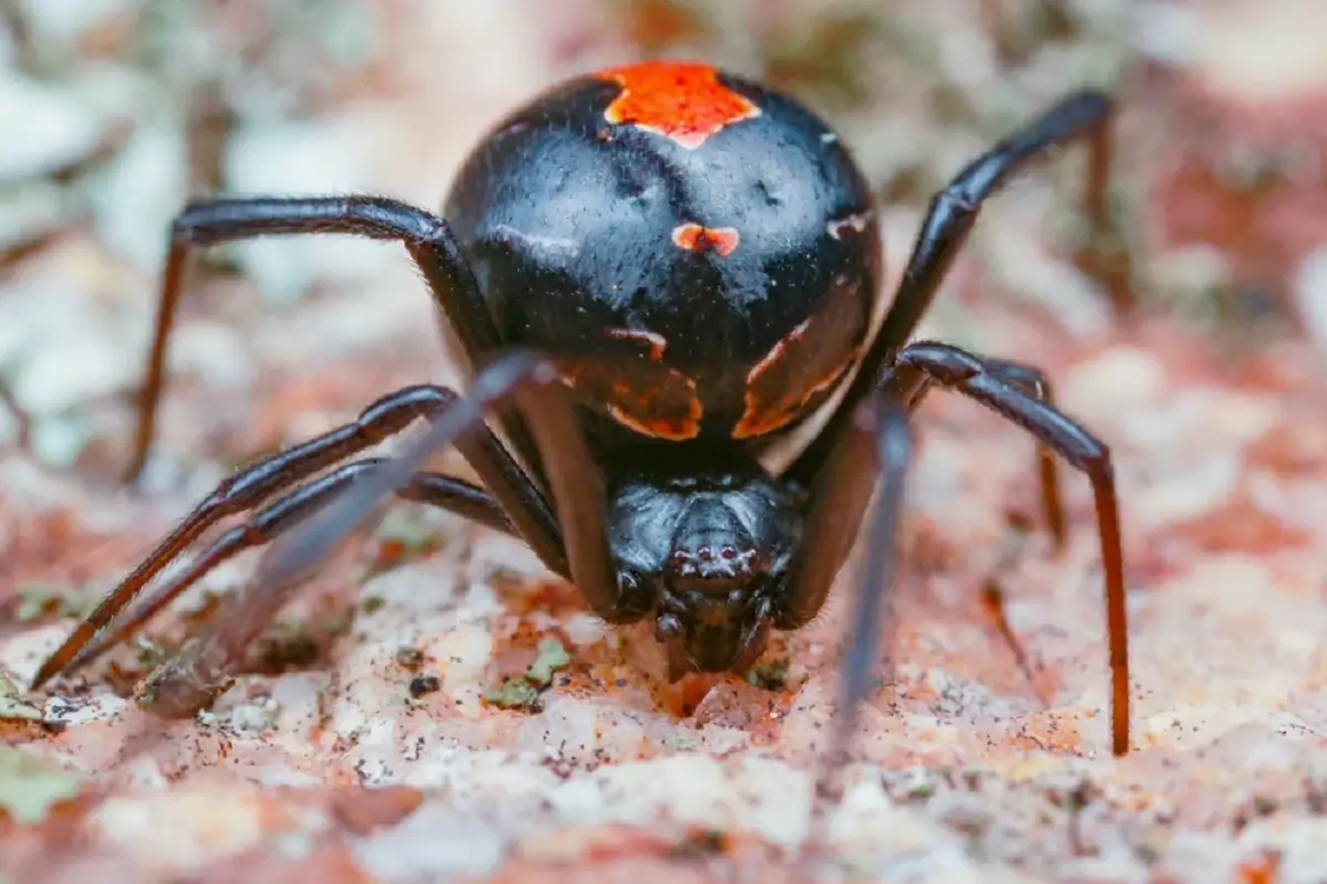 Redback Spider