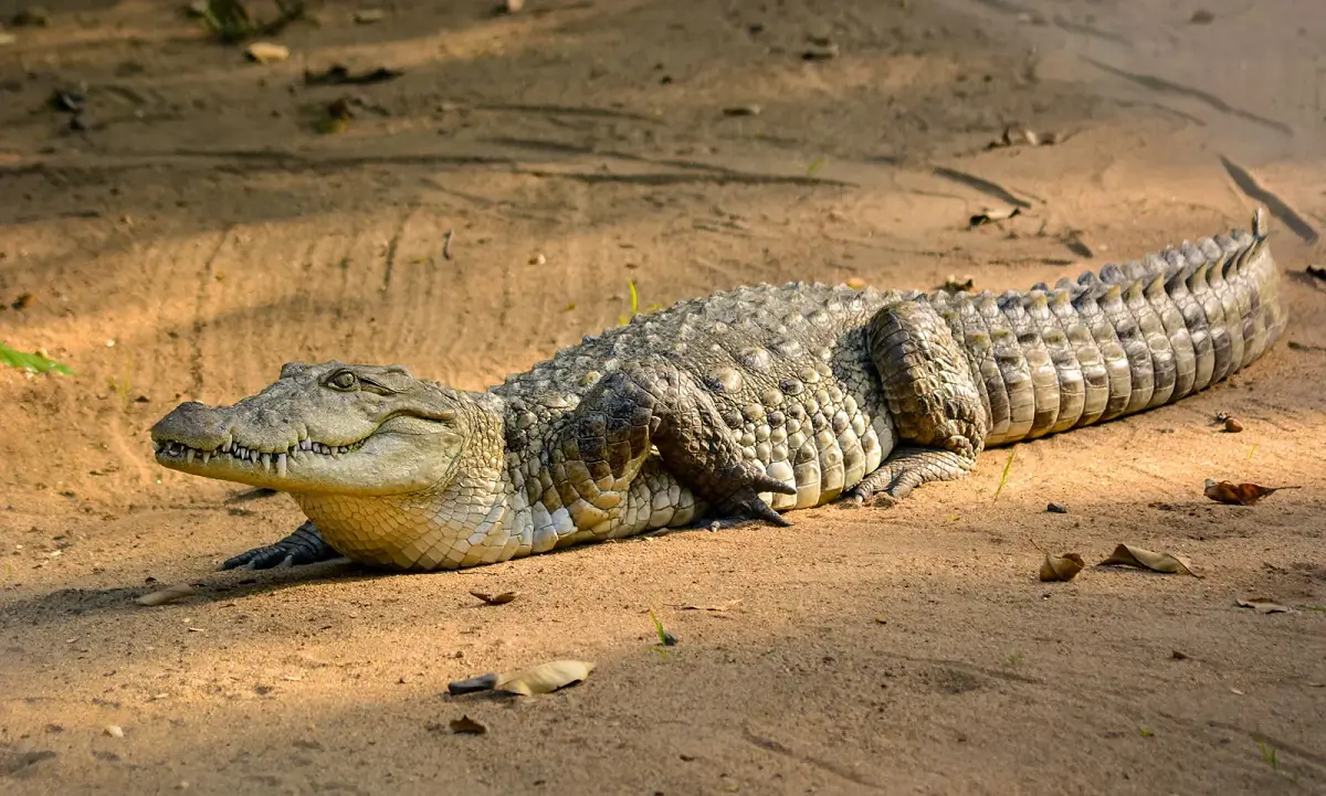 Saltwater-crocodile