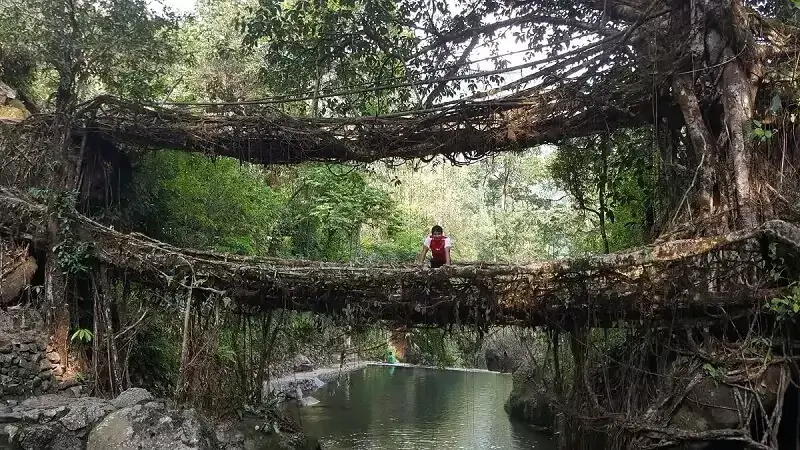 double-decker-living-root-bridge